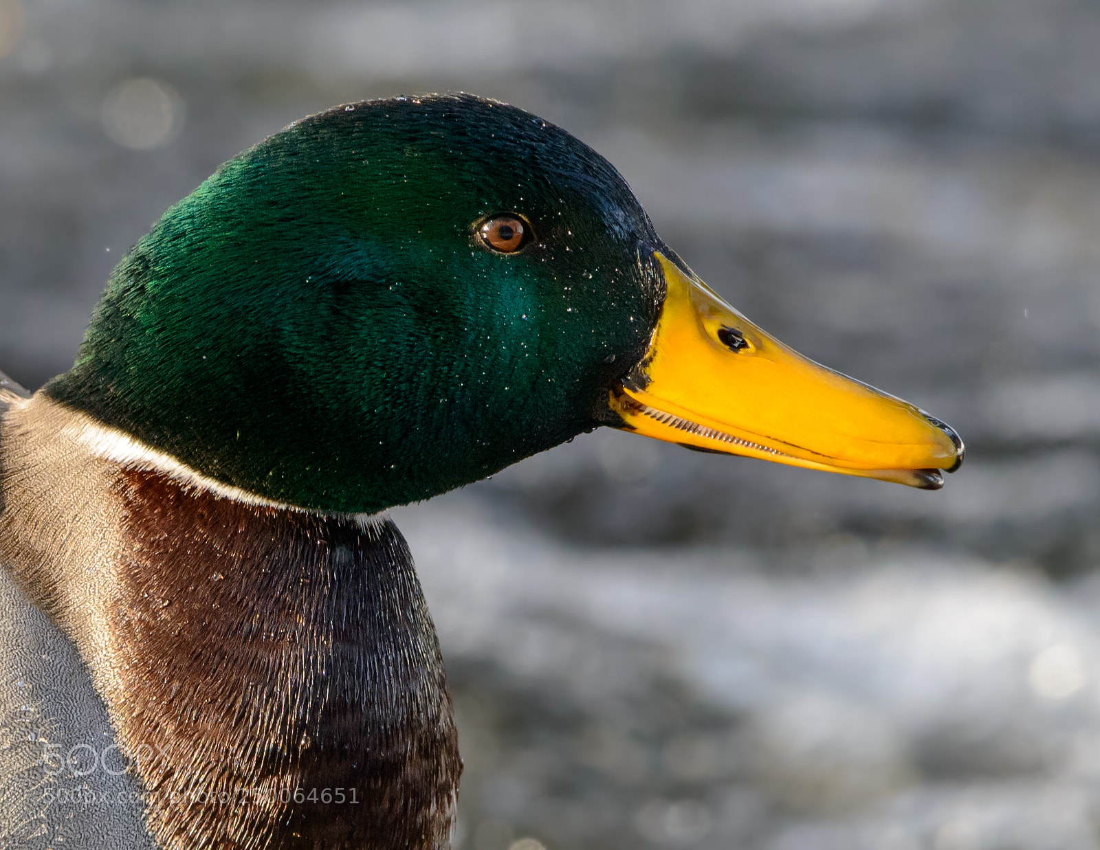 Nikon D800E sample photo. Male quack quack photography