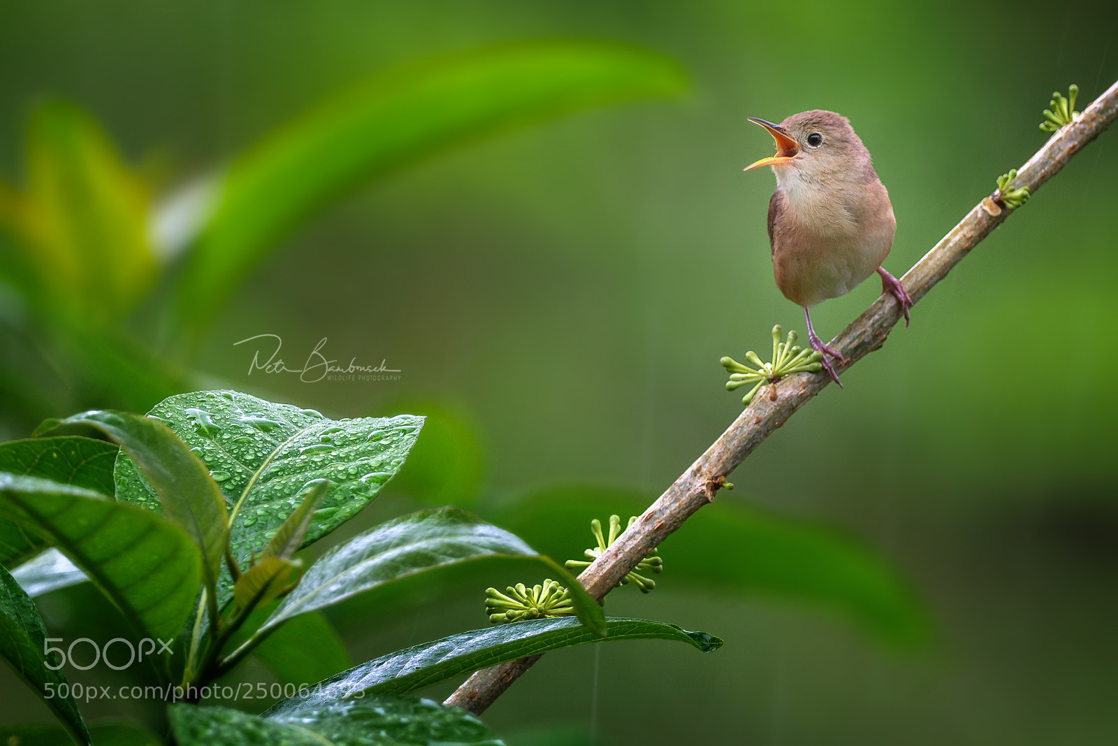 Olympus OM-D E-M1 Mark II sample photo. House wren | ecuador photography