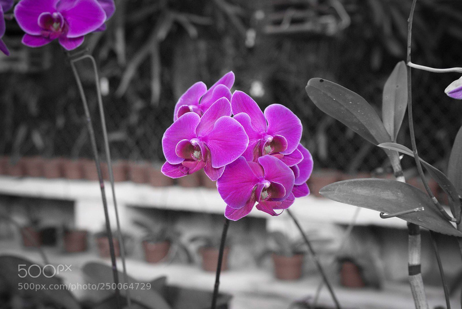 Sony Alpha DSLR-A100 sample photo. Orchid photography