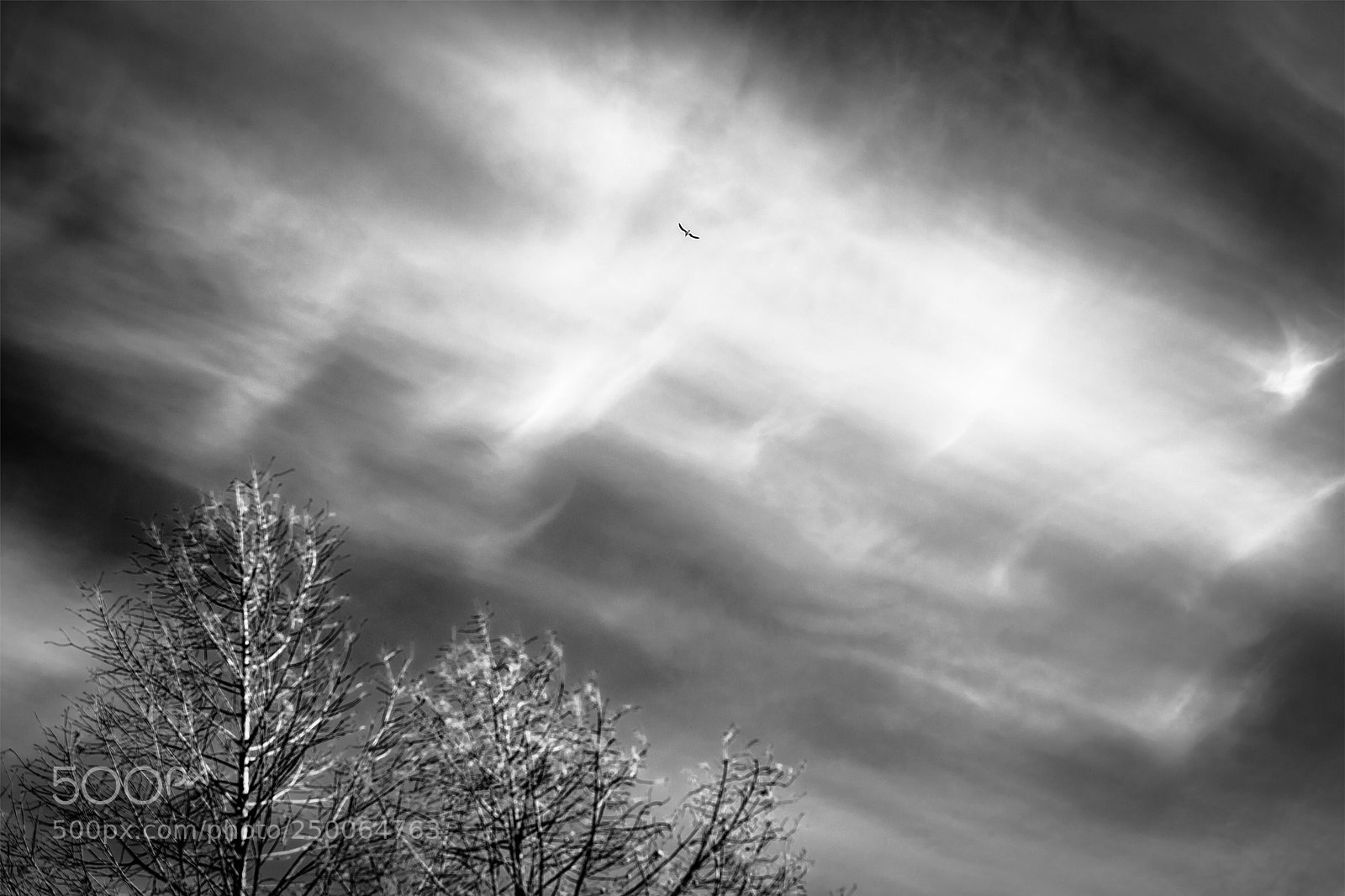 Nikon D700 sample photo. A bird photography