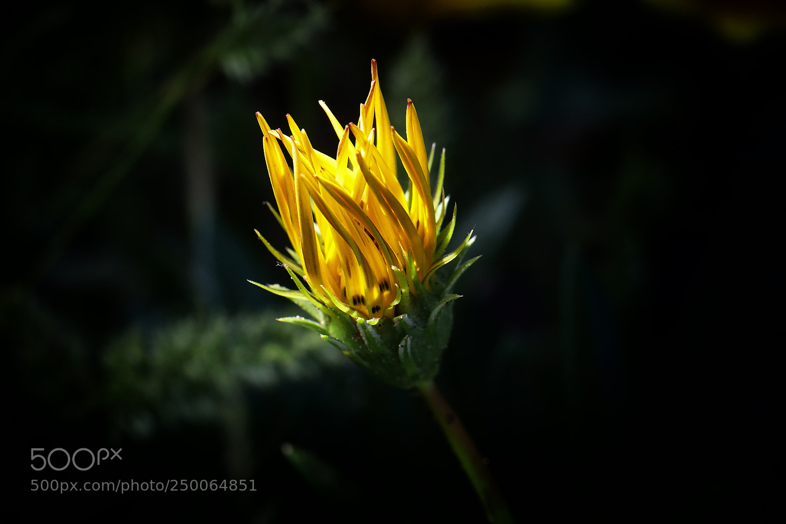 Canon EOS 5D Mark IV sample photo. Flowers (option photo) photography