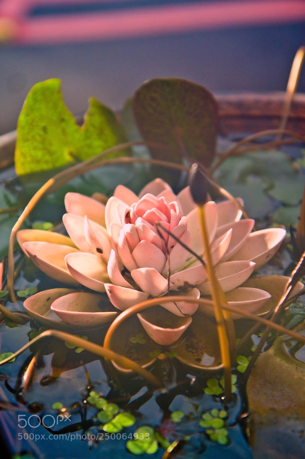 Canon EOS 500D (EOS Rebel T1i / EOS Kiss X3) sample photo. Lotus photography