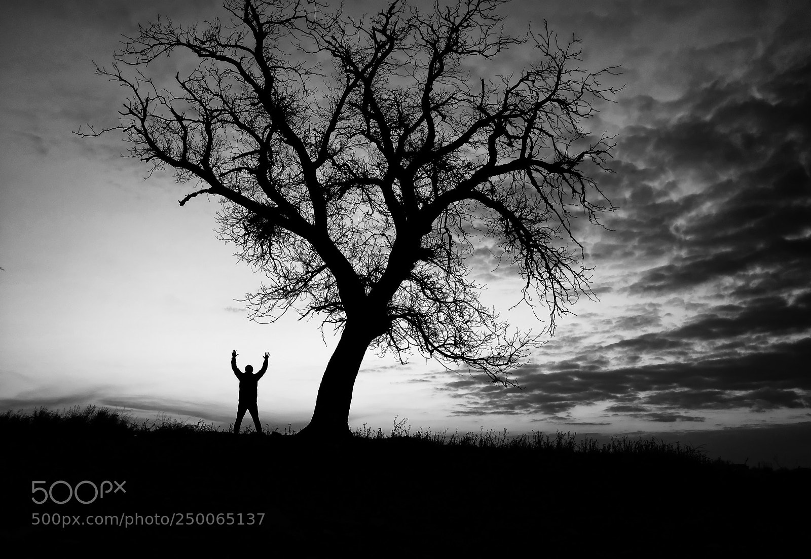 Fujifilm X100F sample photo. Tree and human photography