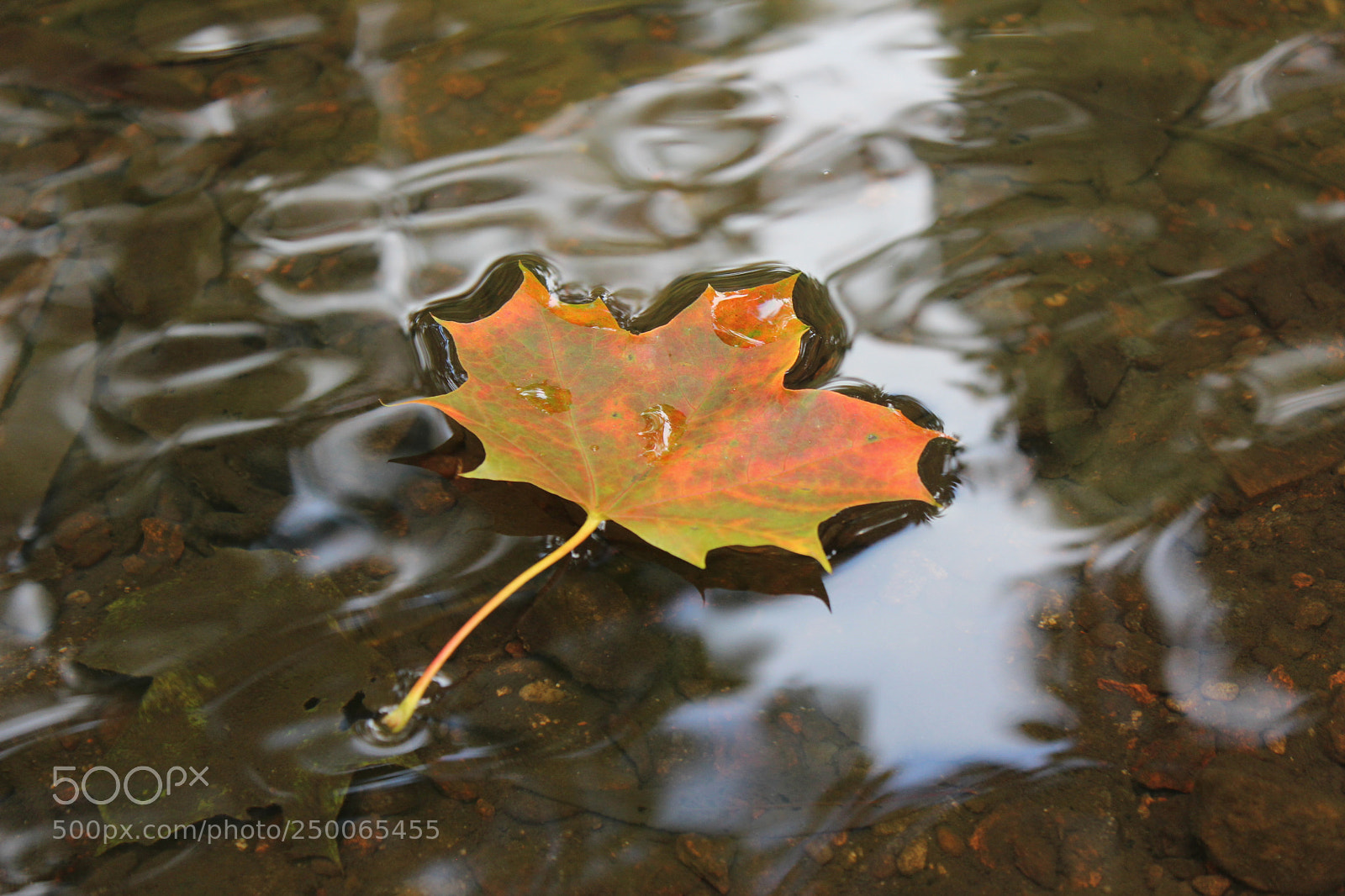 Canon EOS 600D (Rebel EOS T3i / EOS Kiss X5) sample photo. A leaf on the photography