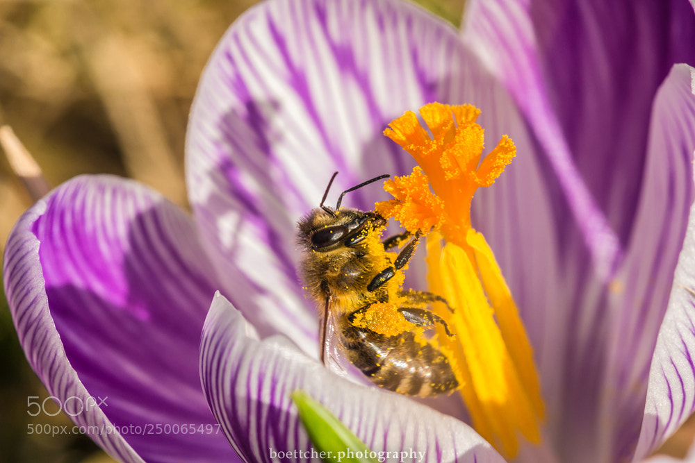 Canon EOS 60D sample photo. March worker 2018 photography