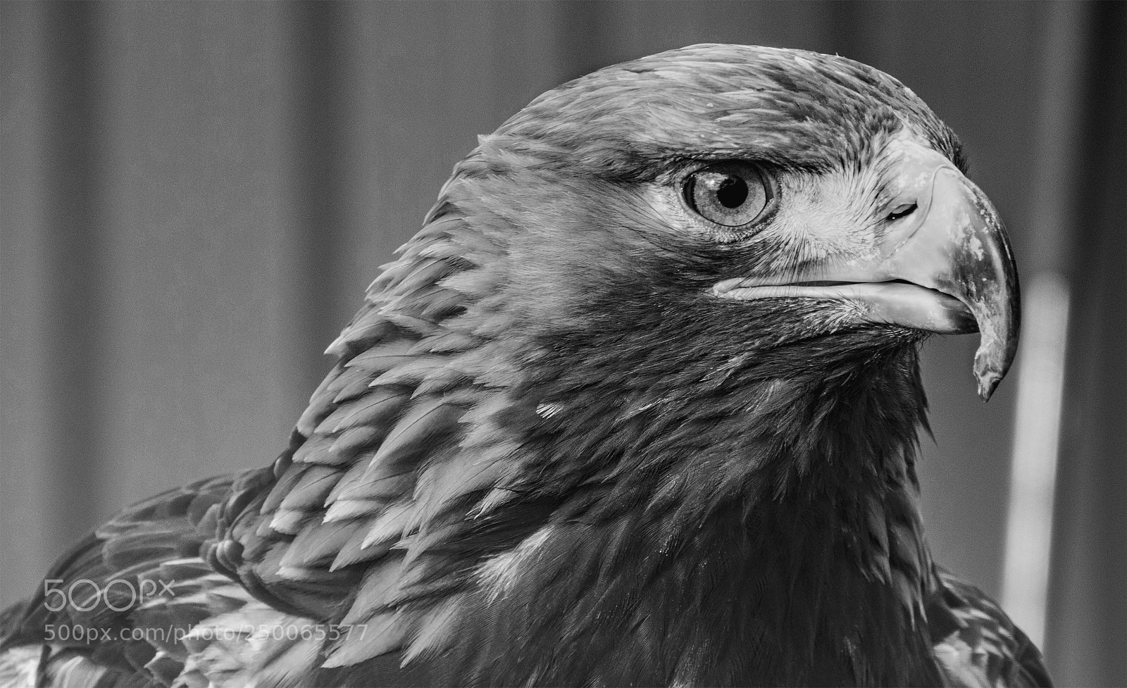 Canon EOS 750D (EOS Rebel T6i / EOS Kiss X8i) sample photo. Golden eagle head bw photography