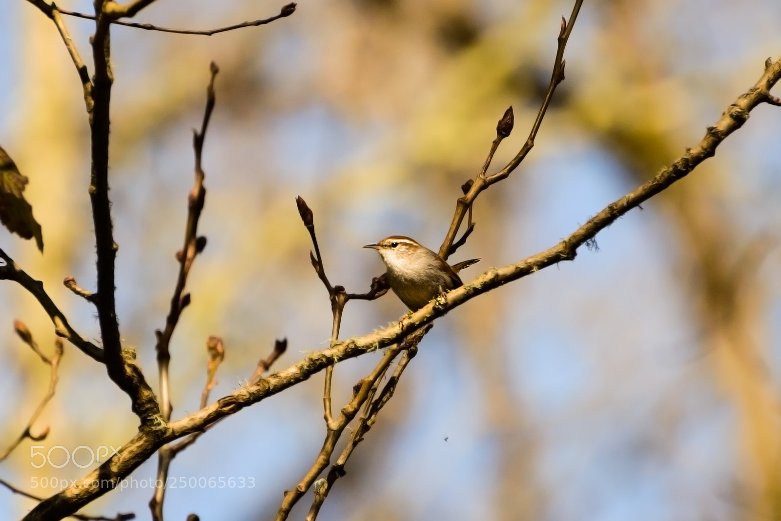 Nikon D800 sample photo. Bewick's wren photography