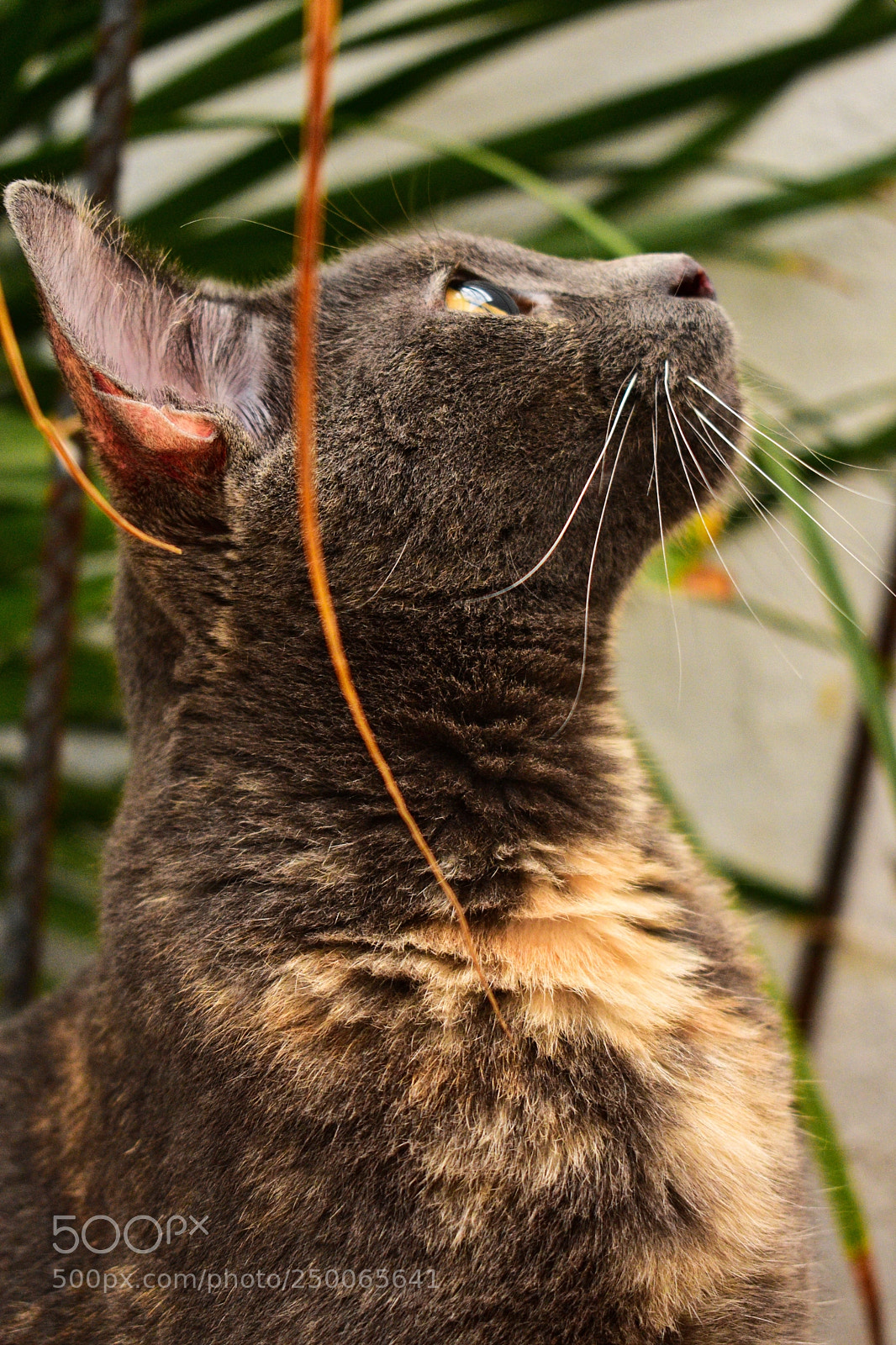 Nikon D3400 sample photo. Mirada directo a cazar photography