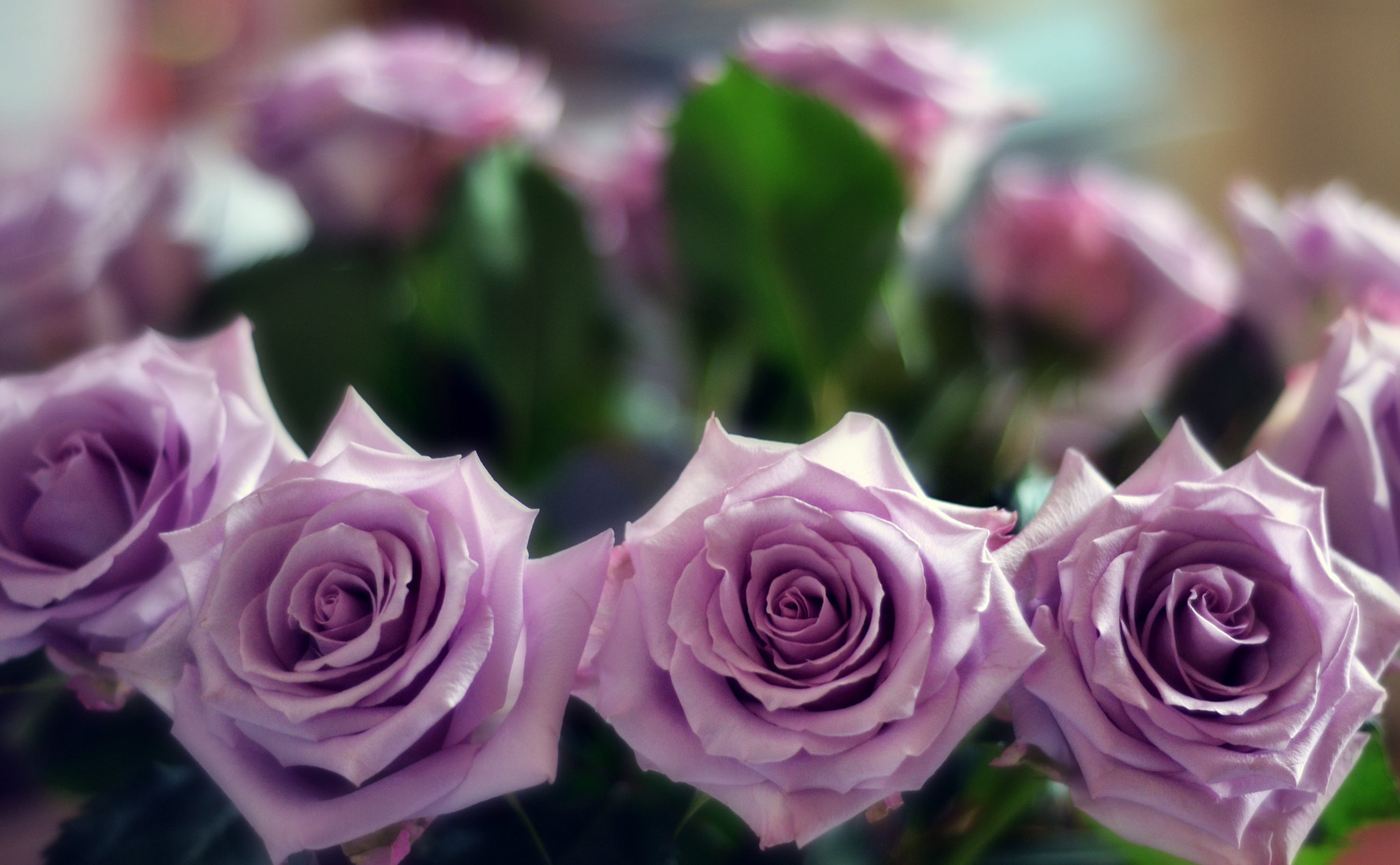 Nikon D3100 + Nikon AF Nikkor 50mm F1.8D sample photo. Ring of roses photography