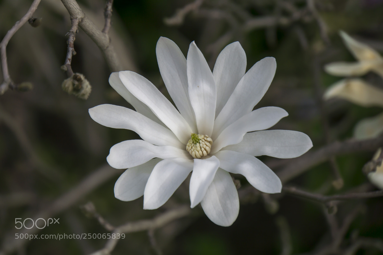 Sony a6000 sample photo. White flower photography