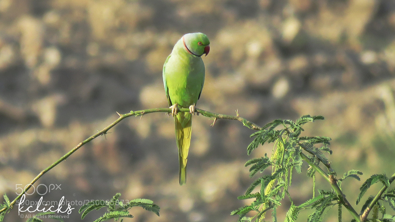 Canon PowerShot SX60 HS sample photo. Rose ring neck parakeet photography