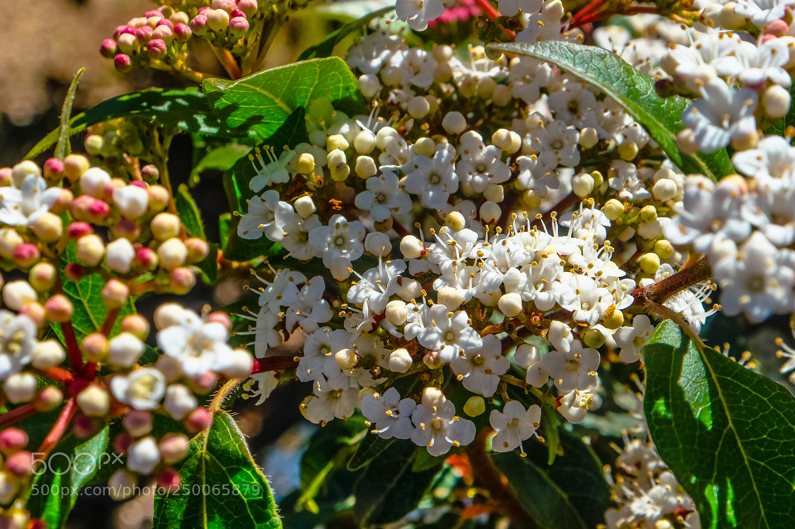 Samsung NX500 sample photo. Spring secrets photography