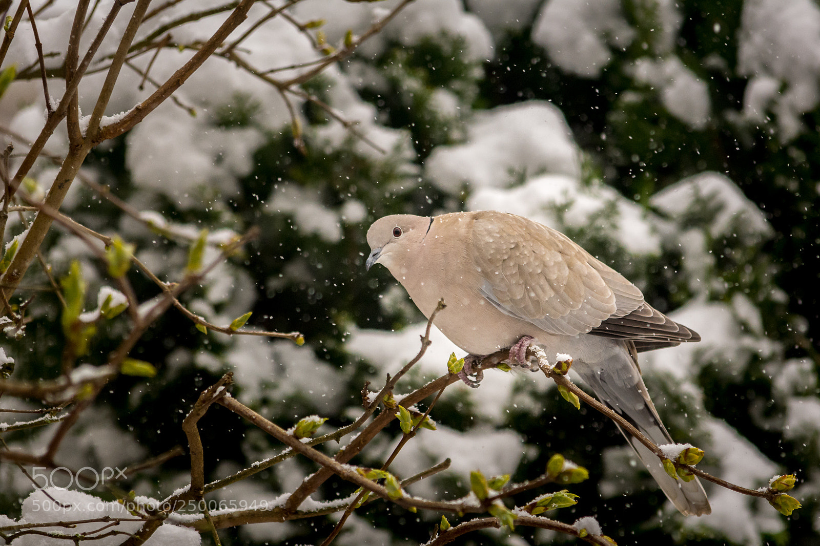Nikon D7100 sample photo. Collared dove photography