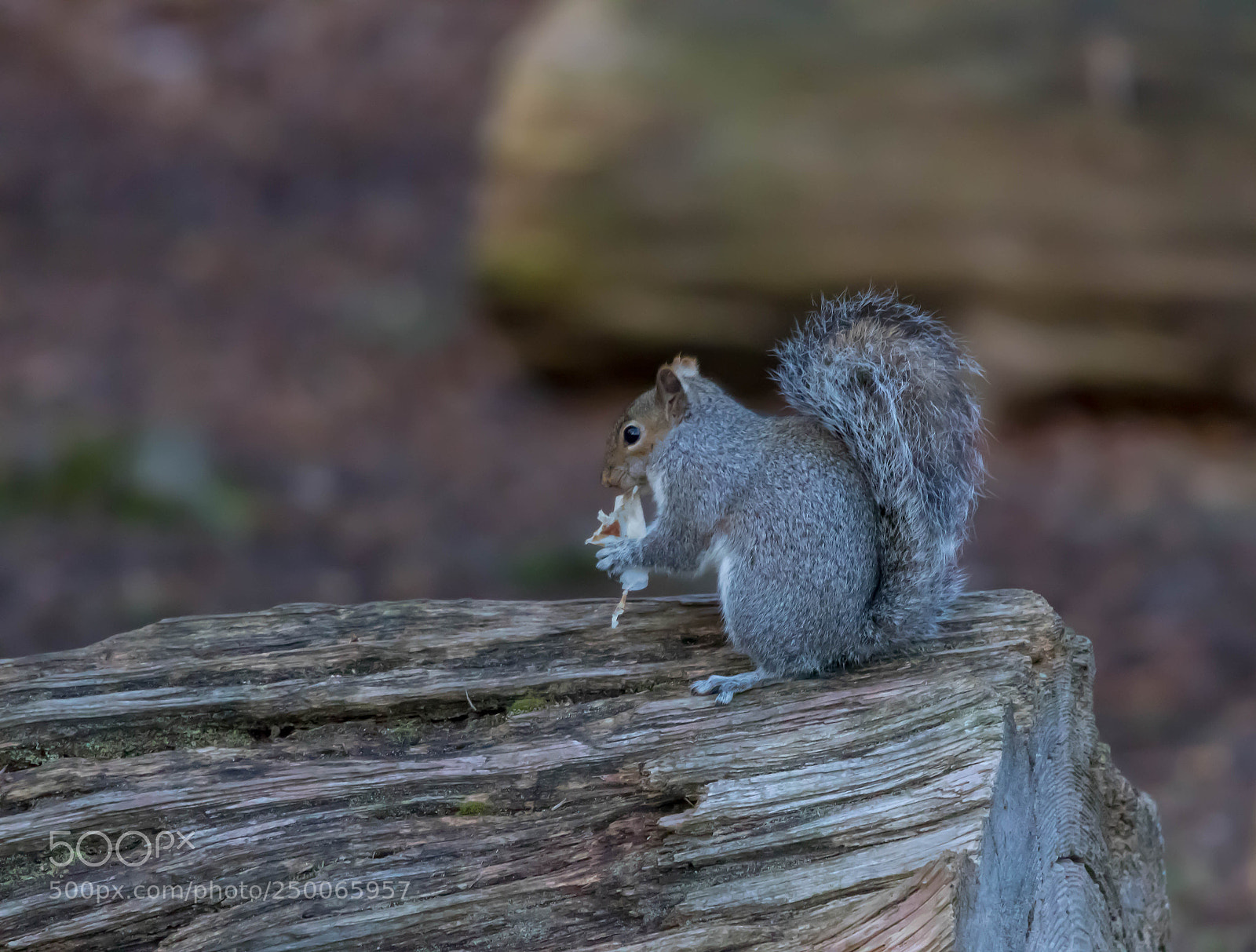 Canon EOS 77D (EOS 9000D / EOS 770D) sample photo. Squirrel eating photography