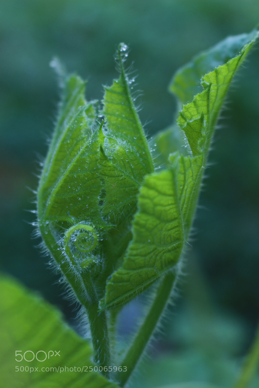 Canon EOS 100D (EOS Rebel SL1 / EOS Kiss X7) sample photo. Growth.. photography