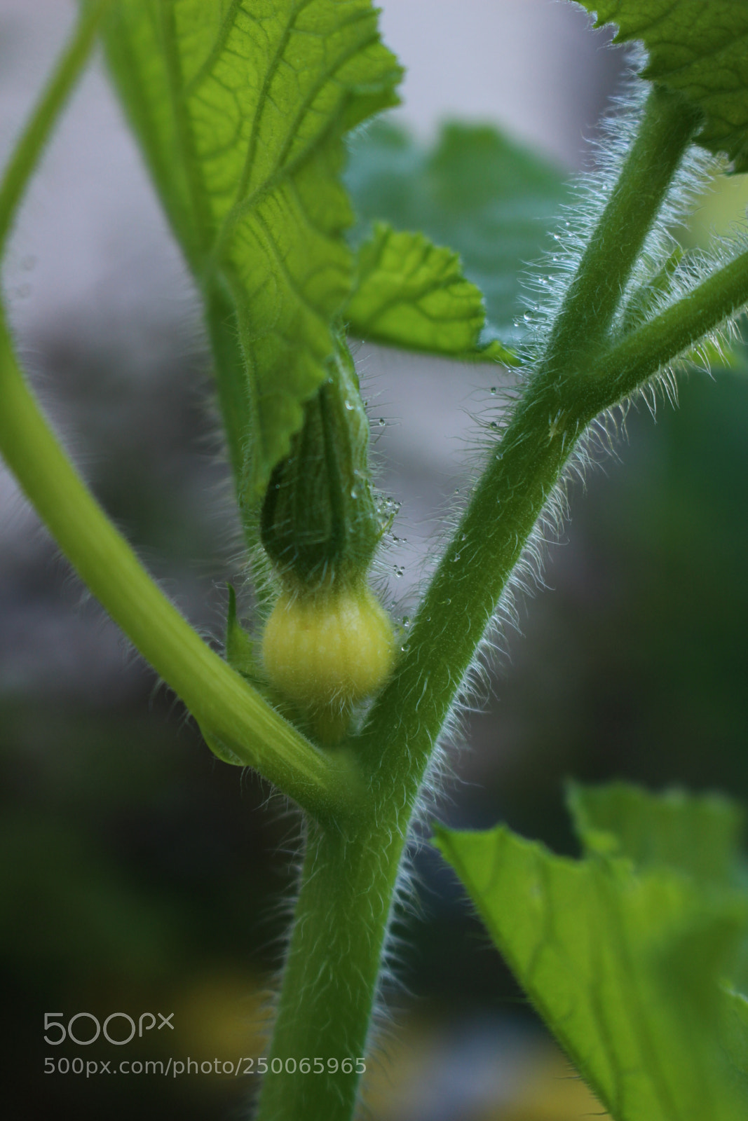 Canon EOS 100D (EOS Rebel SL1 / EOS Kiss X7) sample photo. Growth photography
