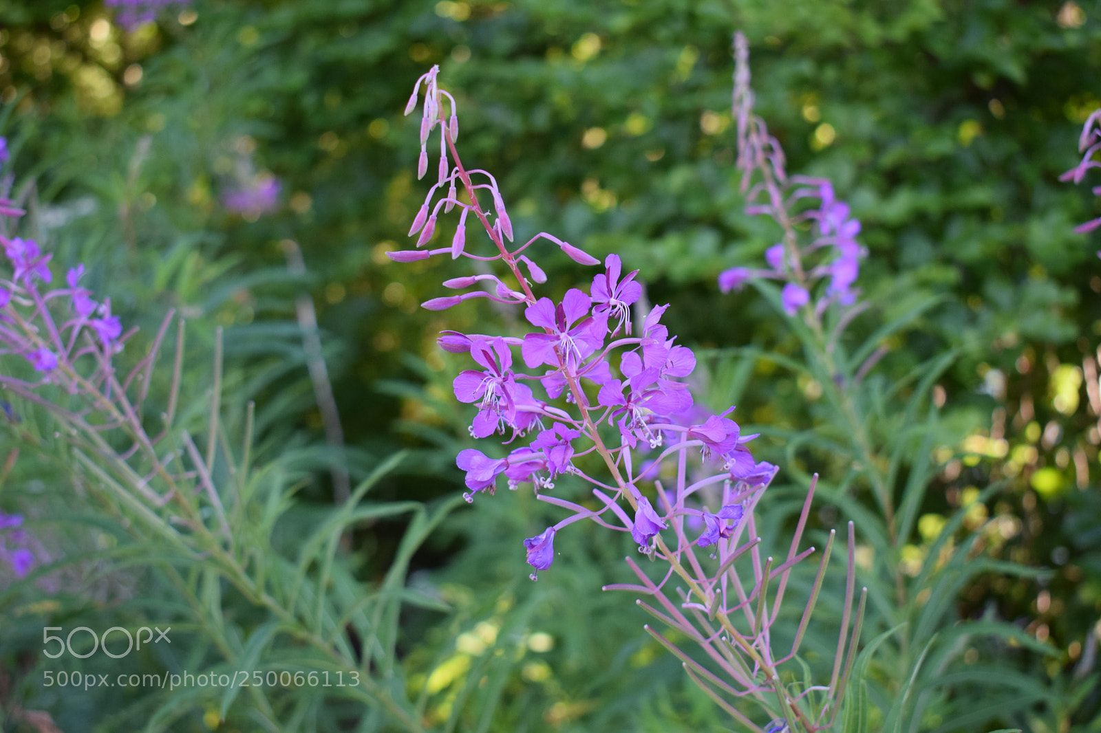 Nikon D3300 sample photo. Jolie fleur sauvage photography