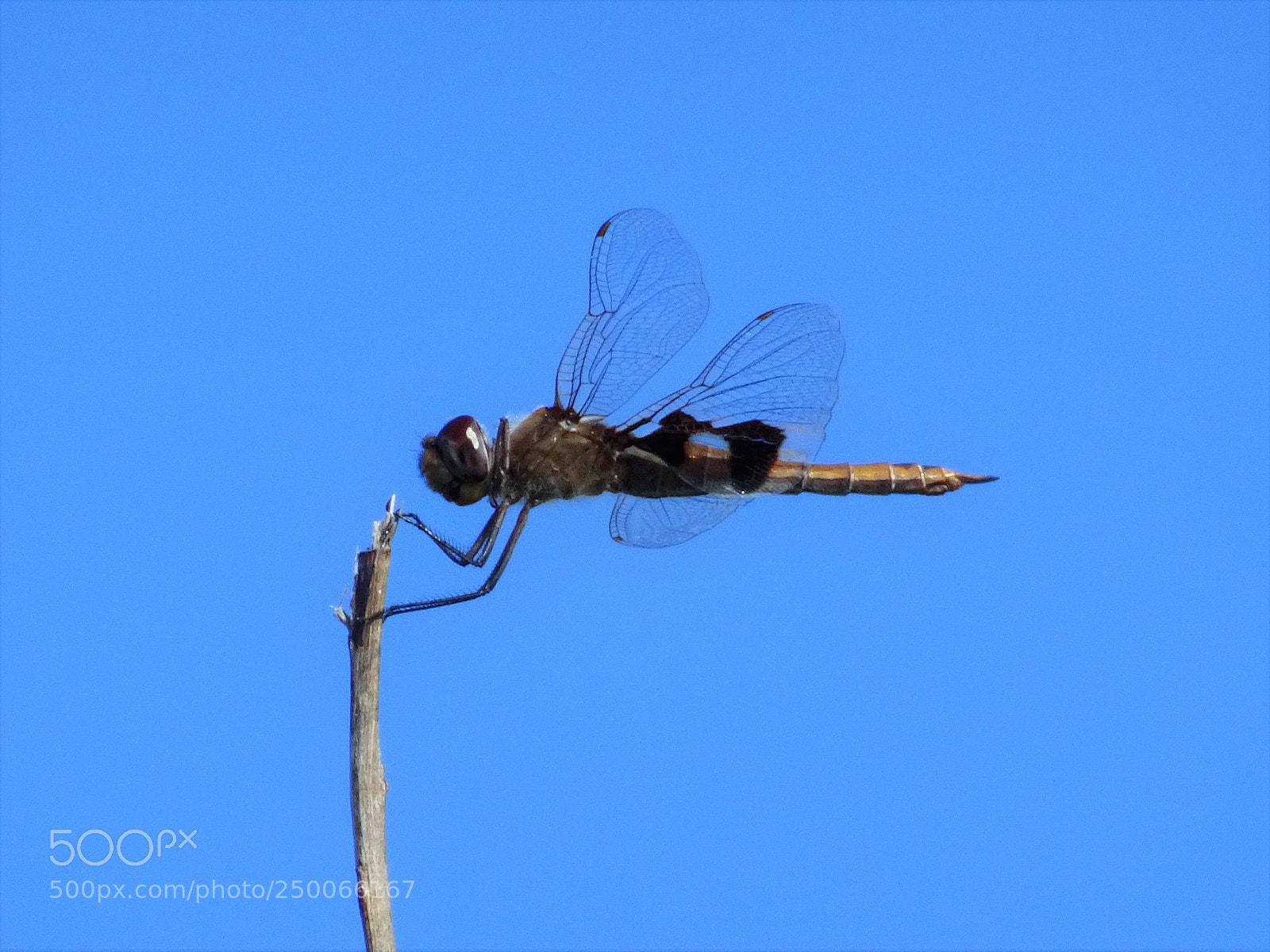 Sony DSC-HX90 sample photo. Dragonfly photography
