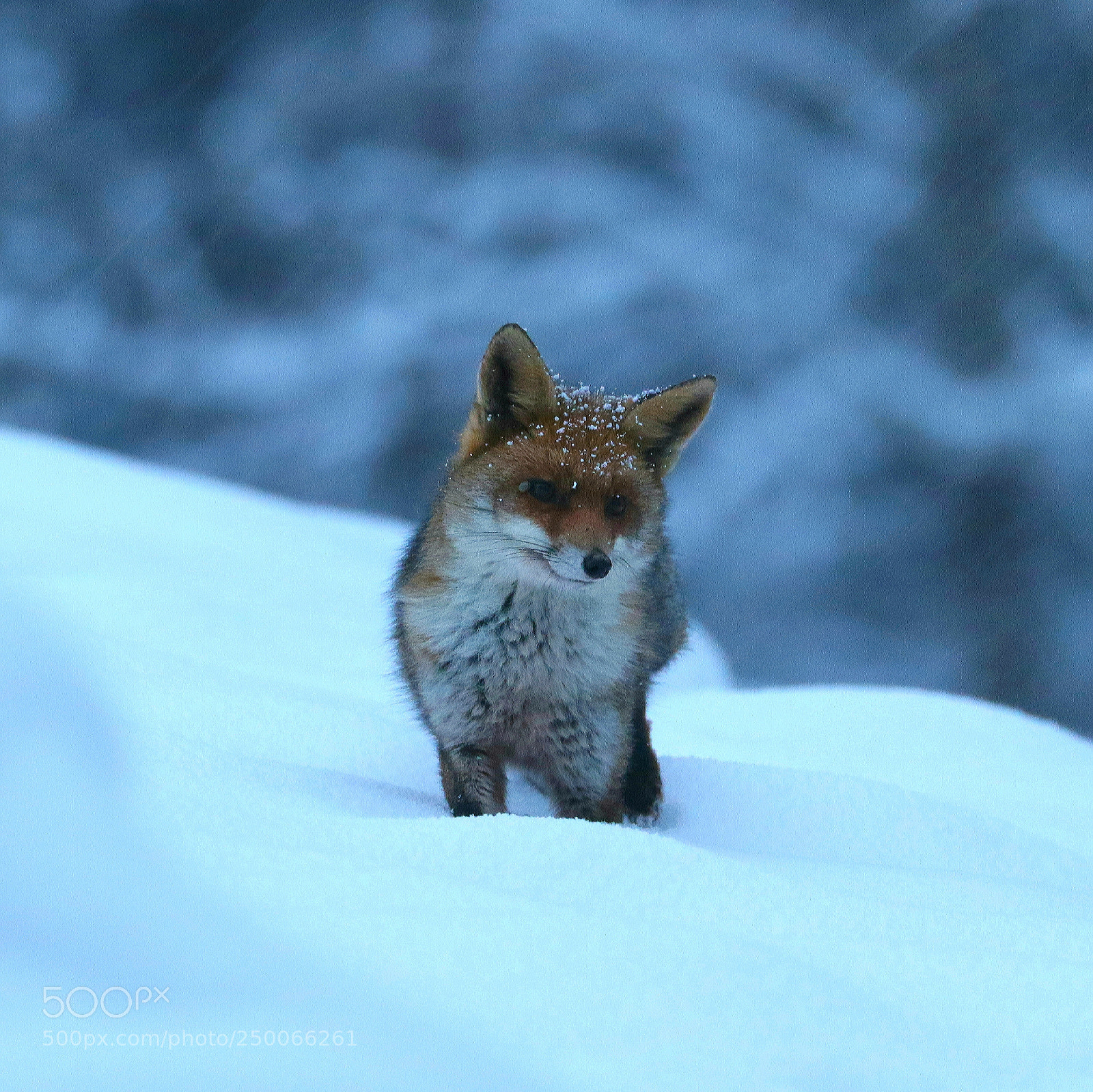 Canon EOS 7D Mark II sample photo. Renard du soir photography
