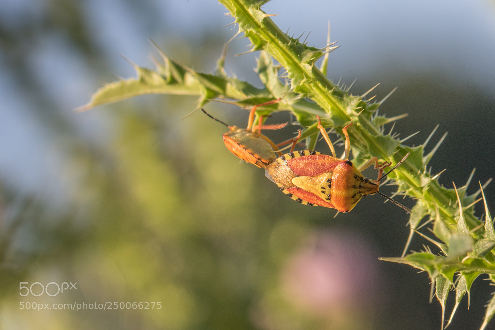 Canon EOS 7D Mark II sample photo. Shield bugs - carpocoris photography