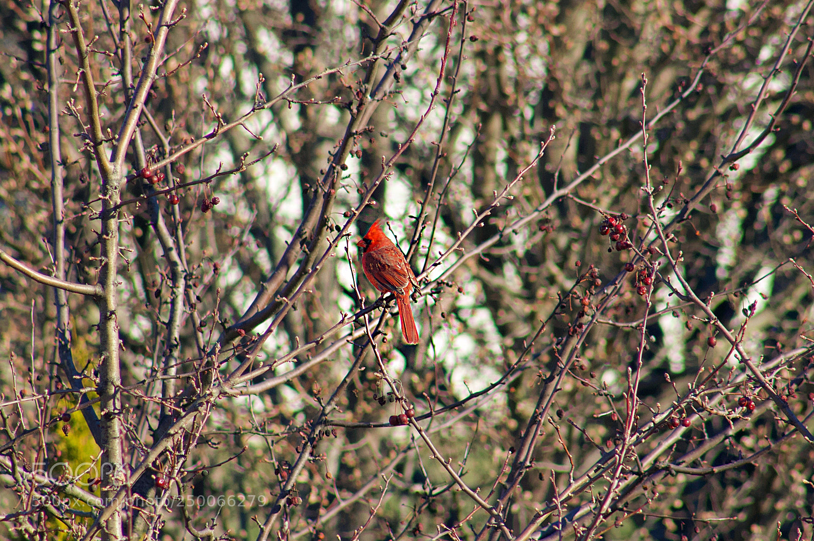 Canon EOS 1200D (EOS Rebel T5 / EOS Kiss X70 / EOS Hi) sample photo. Male cardinal photography