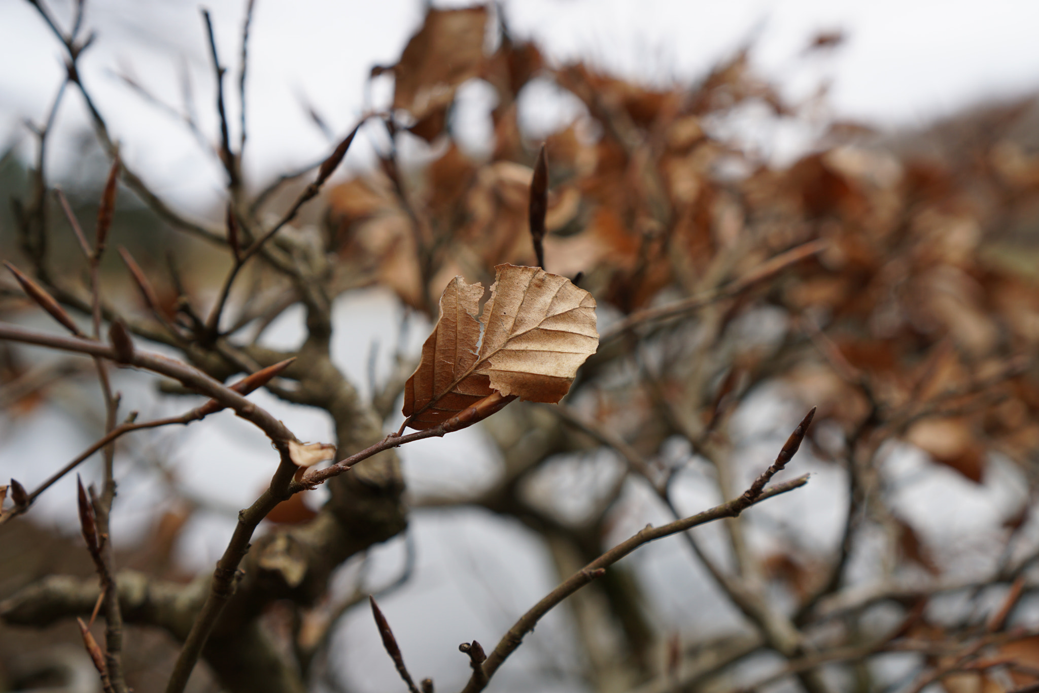Sony a6000 + Sony E 35mm F1.8 OSS sample photo. Orange leave photography