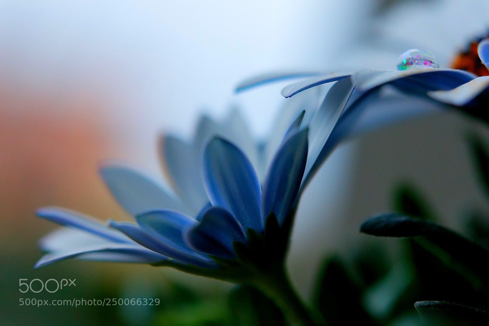 Nikon D3300 sample photo. In a blue mood photography