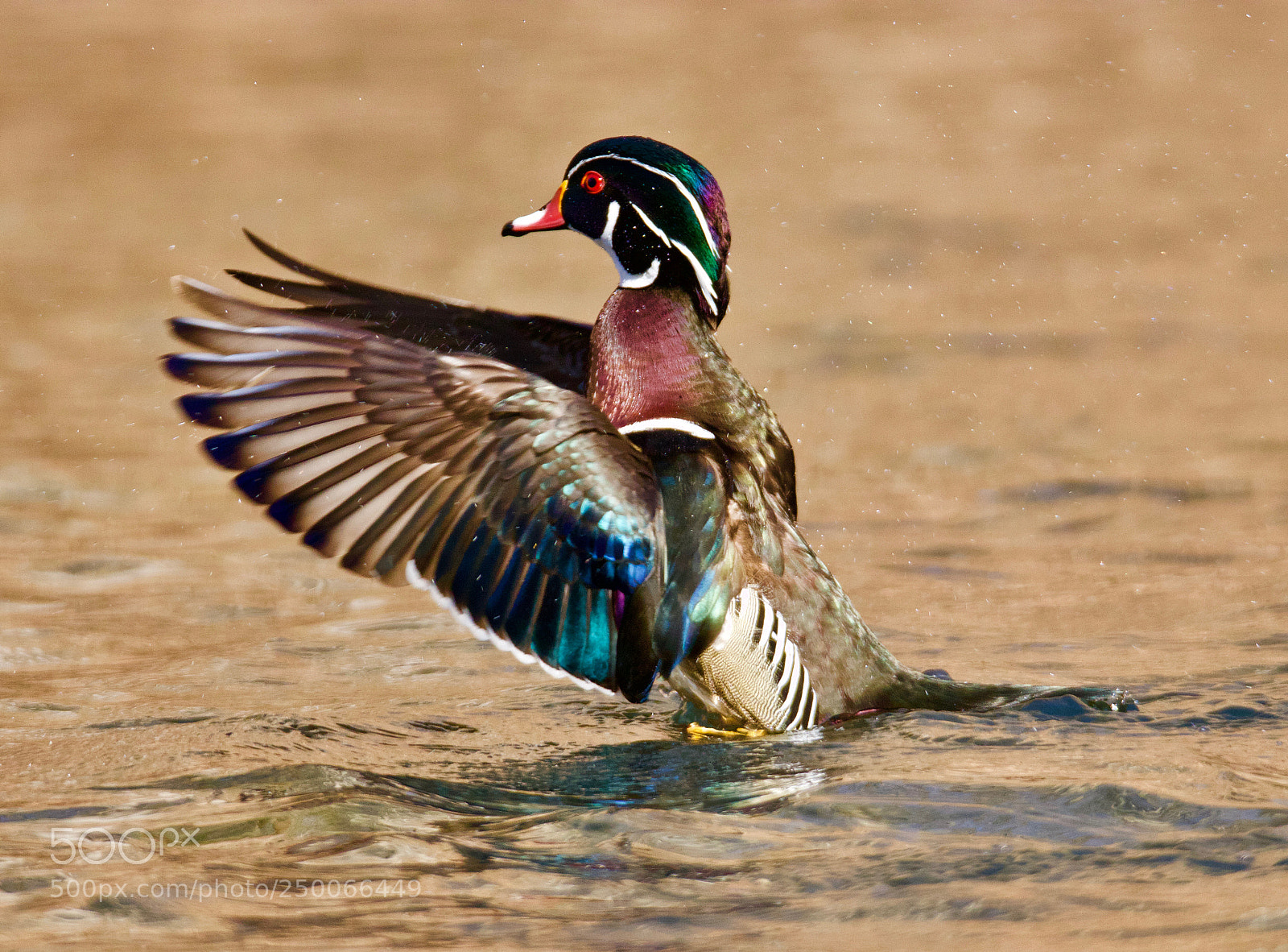 Canon EOS 80D sample photo. Wood duck dance photography