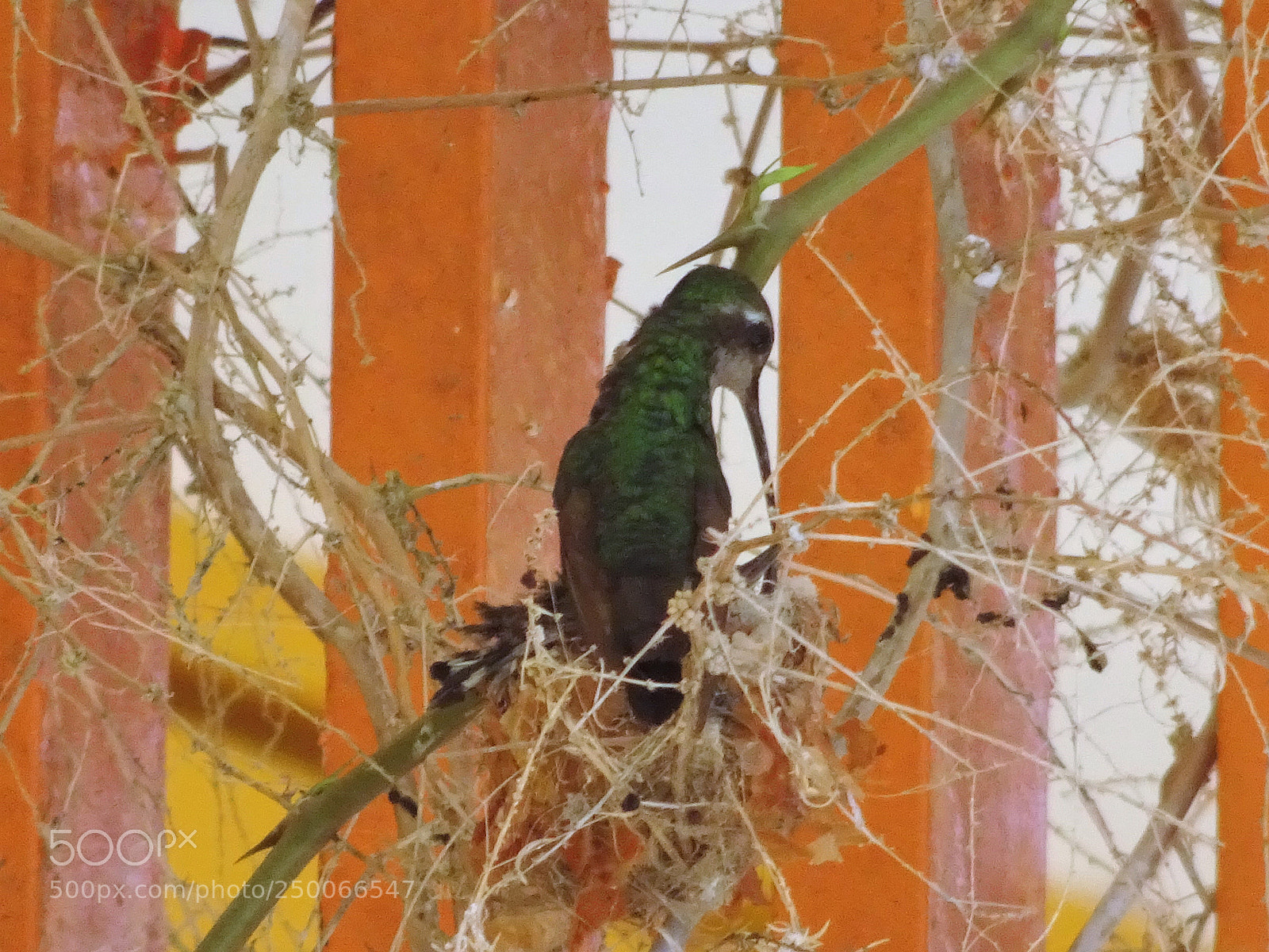 Sony DSC-HX90 sample photo. Hummingbird photography