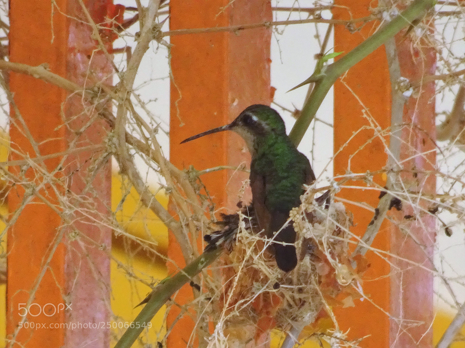 Sony DSC-HX90 sample photo. Nesting hummingbird photography