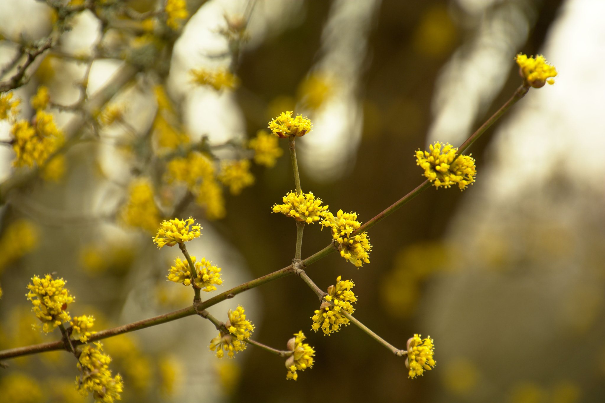 Nikon D7100 sample photo. Kornelkirsche photography