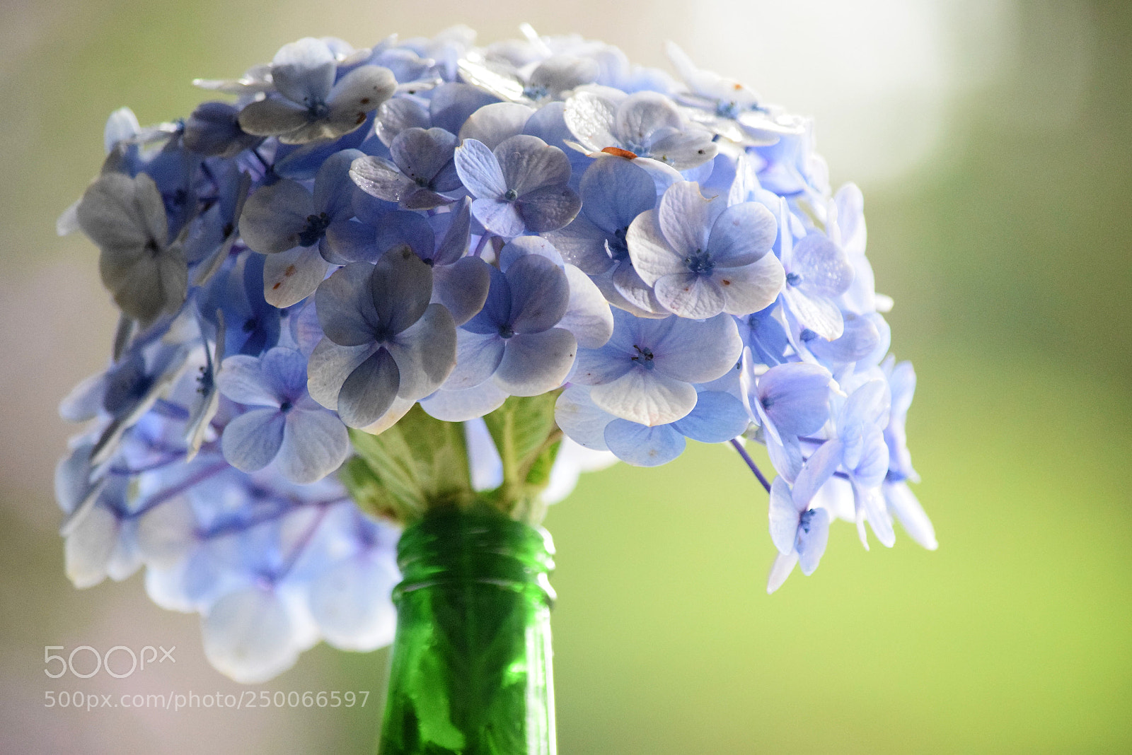 Nikon D5300 sample photo. Flowers to my love... photography