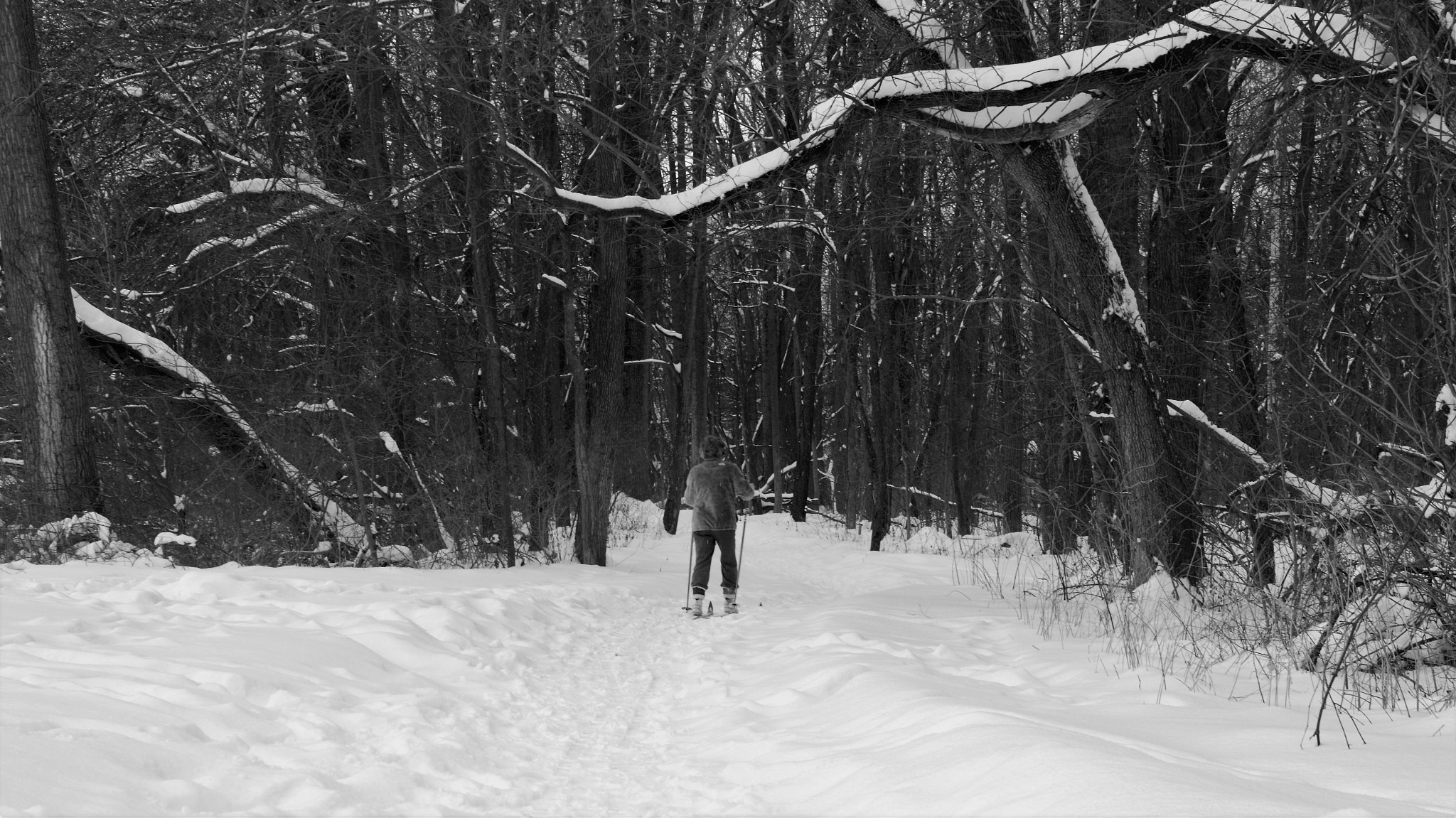 Sony Alpha NEX-F3 sample photo. Into the forest photography