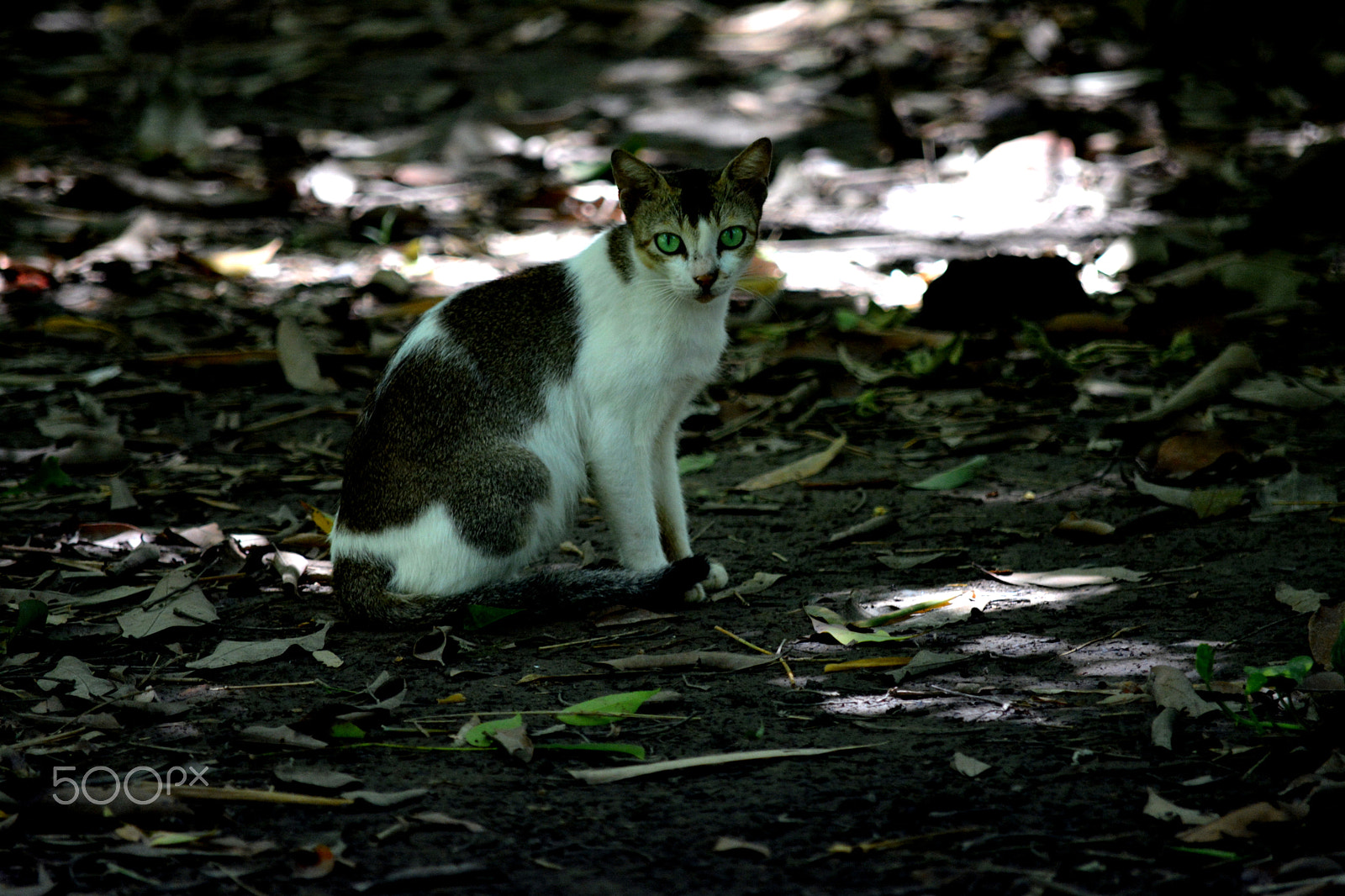 Nikon D5200 sample photo. Staring wild eyes photography