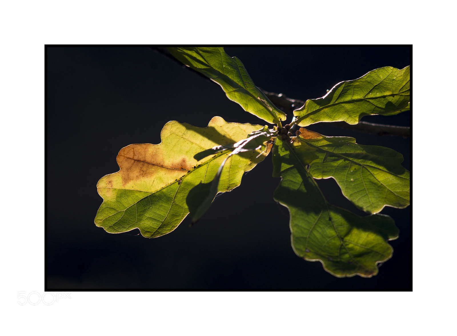 Fujifilm X-E1 sample photo. Backlit oak leaves nikkor photography