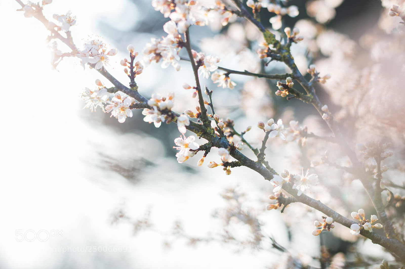 Nikon D3200 sample photo. Aubépine photography