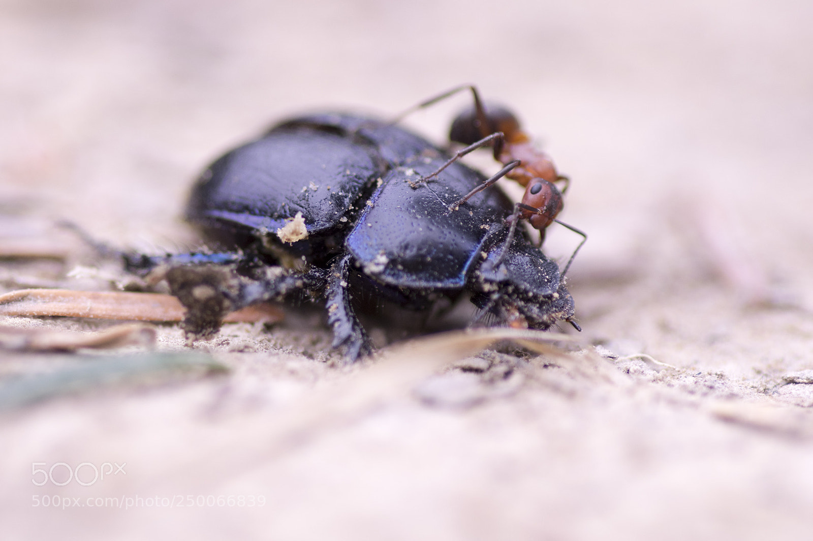 Pentax K-3 sample photo. Dead?! photography
