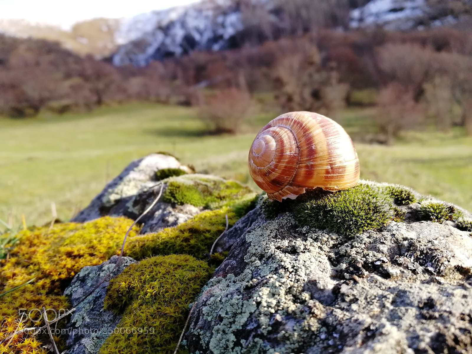 HUAWEI Honor 9 sample photo. Shell on stone photography