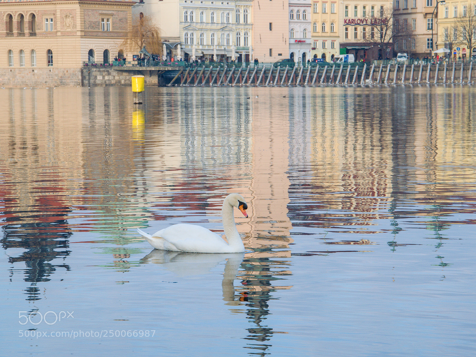 Nikon D3300 sample photo. Swan photography