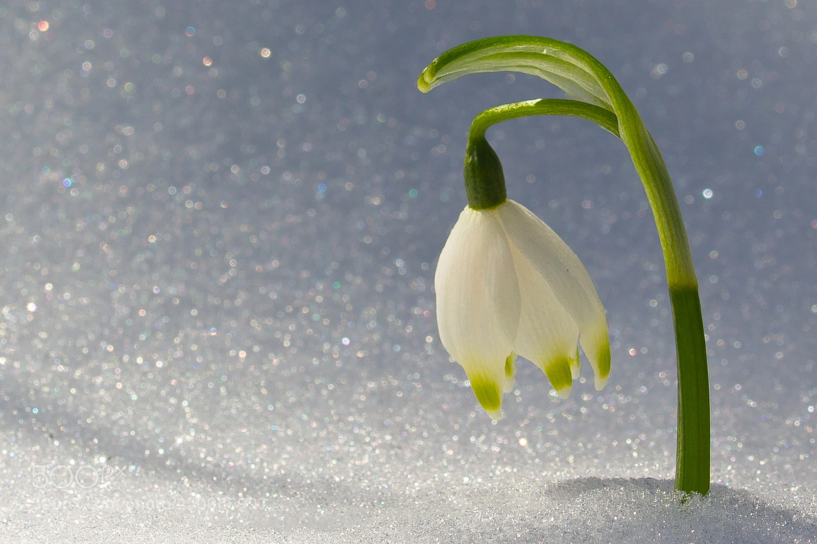 Canon EOS 60D sample photo. Märzenbecher im schnee photography