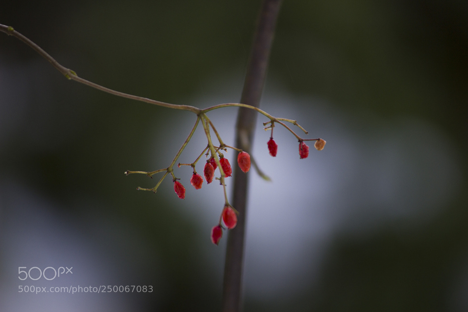 Canon EOS 600D (Rebel EOS T3i / EOS Kiss X5) sample photo. Winter fruits photography