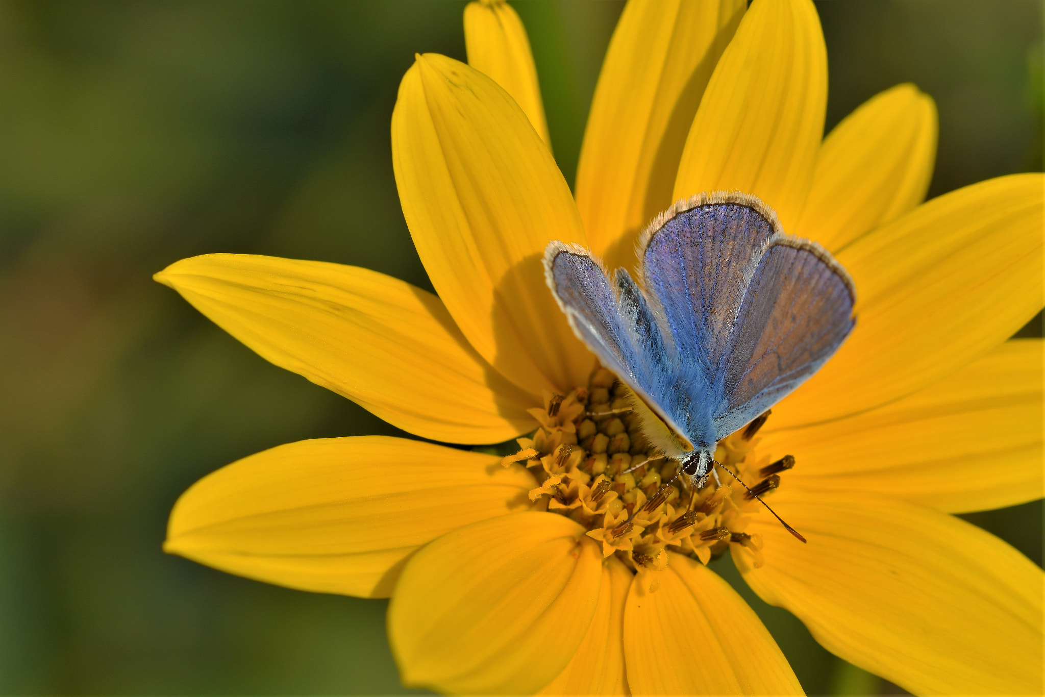 Sigma 105mm F2.8 EX DG OS HSM sample photo. Colors photography