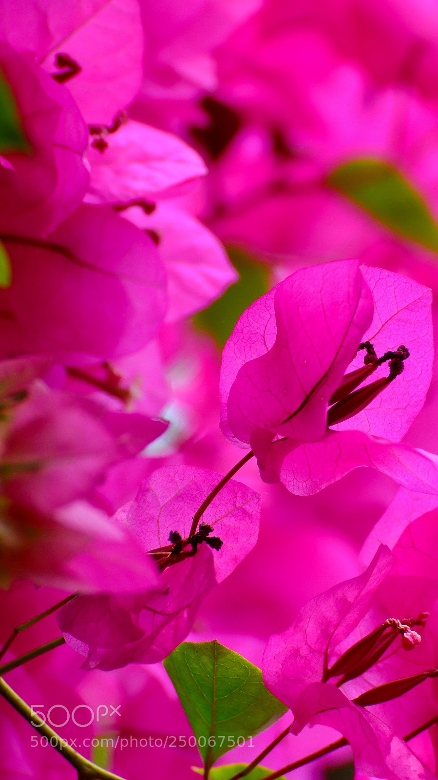 Canon EOS 77D (EOS 9000D / EOS 770D) sample photo. Pink photography