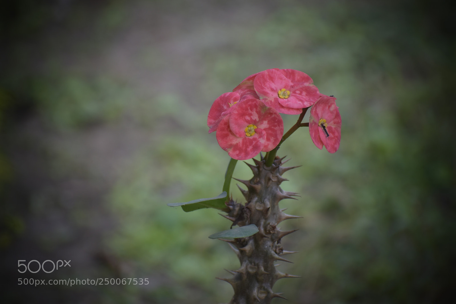 Nikon D5600 sample photo. Unknown flower photography