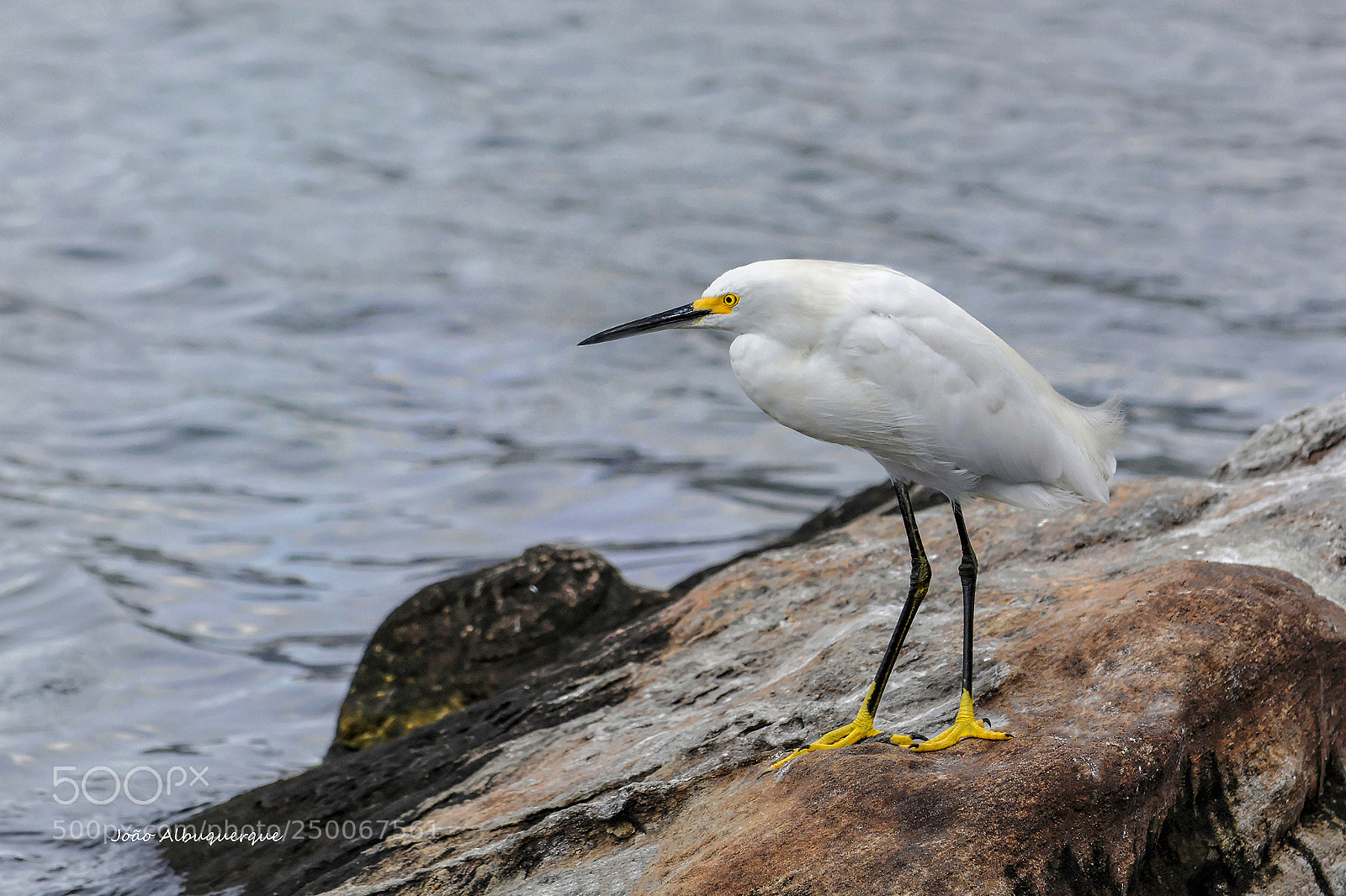 Nikon D5200 sample photo. Little egret photography