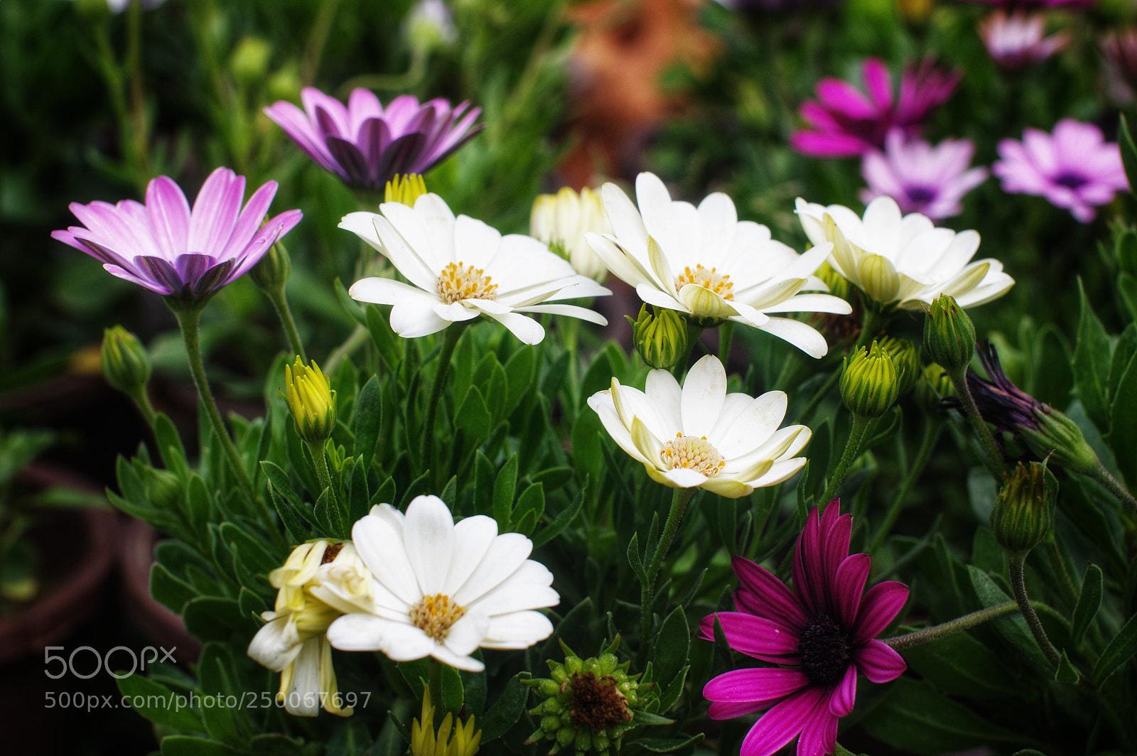 Pentax K-3 II sample photo. Untitled photography