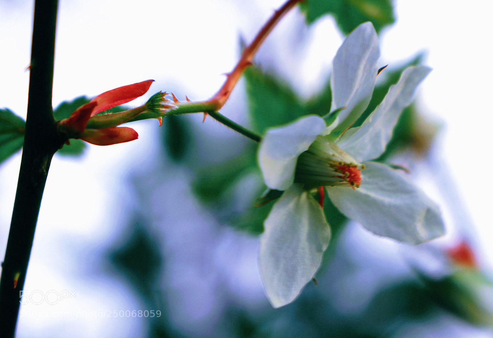 Canon EOS 100D (EOS Rebel SL1 / EOS Kiss X7) sample photo. The right arm story photography