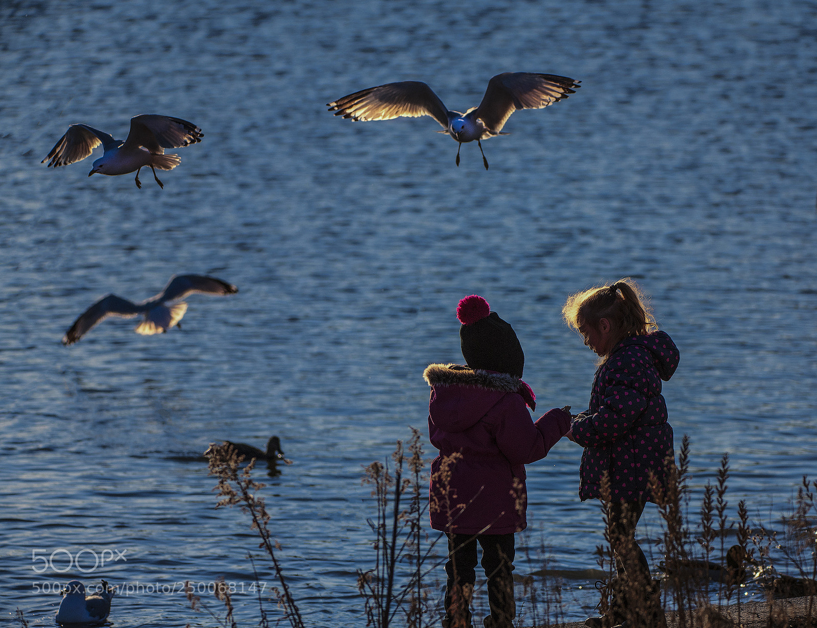 Nikon D5 sample photo. The girls feed the photography