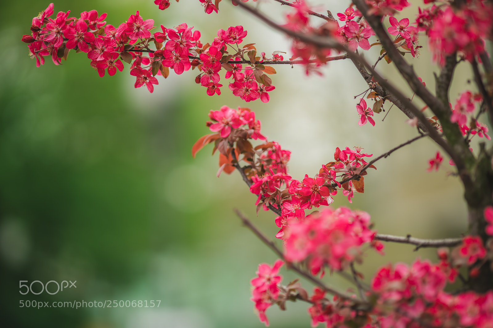 Sony a7R II sample photo. Flowers on the tree photography