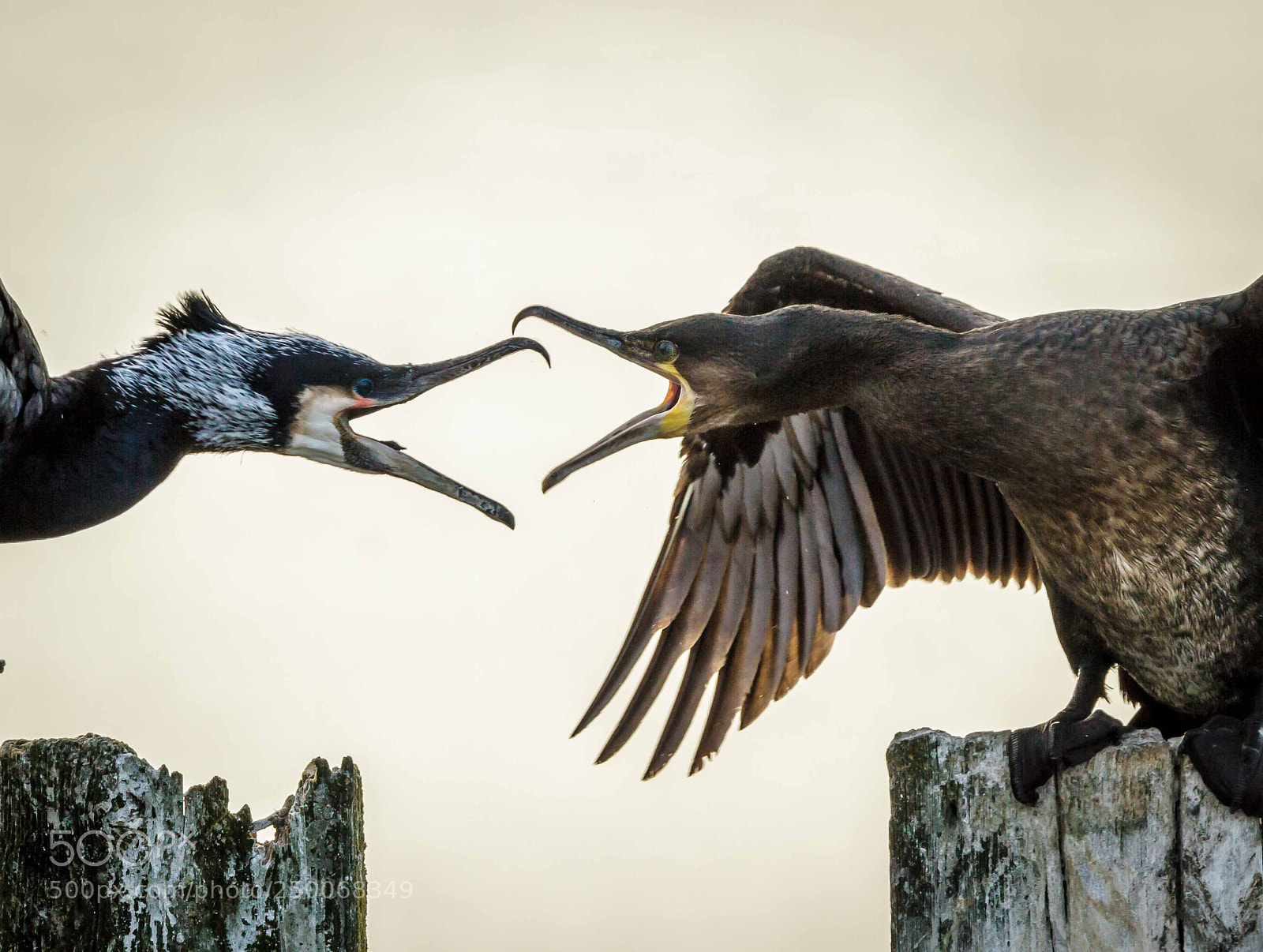 Canon EOS 7D sample photo. Great cormorants photography